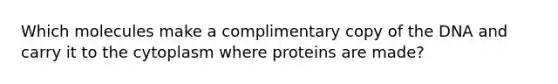 Which molecules make a complimentary copy of the DNA and carry it to the cytoplasm where proteins are made?