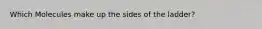 Which Molecules make up the sides of the ladder?
