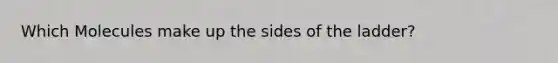 Which Molecules make up the sides of the ladder?