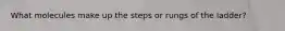 What molecules make up the steps or rungs of the ladder?