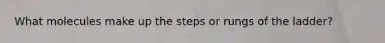 What molecules make up the steps or rungs of the ladder?