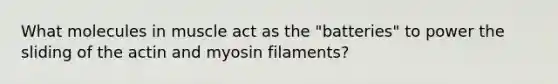 What molecules in muscle act as the "batteries" to power the sliding of the actin and myosin filaments?