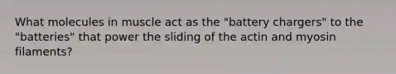 What molecules in muscle act as the "battery chargers" to the "batteries" that power the sliding of the actin and myosin filaments?