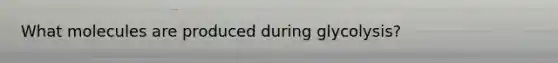 What molecules are produced during glycolysis?