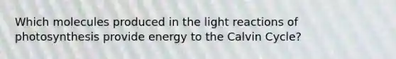 Which molecules produced in the light reactions of photosynthesis provide energy to the Calvin Cycle?