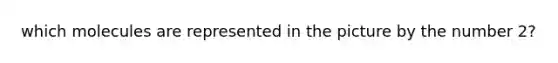 which molecules are represented in the picture by the number 2?