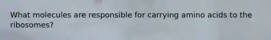 What molecules are responsible for carrying amino acids to the ribosomes?