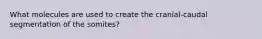 What molecules are used to create the cranial-caudal segmentation of the somites?