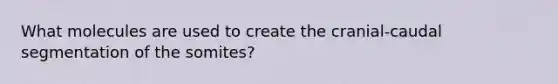 What molecules are used to create the cranial-caudal segmentation of the somites?