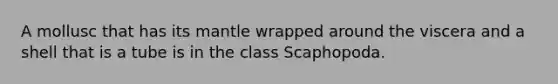 A mollusc that has its mantle wrapped around the viscera and a shell that is a tube is in the class Scaphopoda.