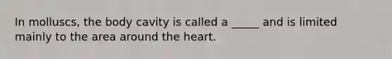 In molluscs, the body cavity is called a _____ and is limited mainly to the area around <a href='https://www.questionai.com/knowledge/kya8ocqc6o-the-heart' class='anchor-knowledge'>the heart</a>.