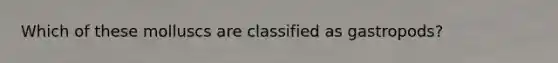 Which of these molluscs are classified as gastropods?