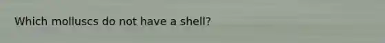 Which molluscs do not have a shell?