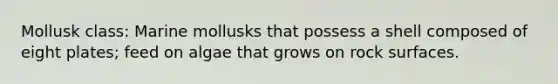 Mollusk class: Marine mollusks that possess a shell composed of eight plates; feed on algae that grows on rock surfaces.