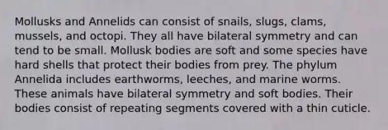 Mollusks and Annelids can consist of snails, slugs, clams, mussels, and octopi. They all have bilateral symmetry and can tend to be small. Mollusk bodies are soft and some species have hard shells that protect their bodies from prey. The phylum Annelida includes earthworms, leeches, and marine worms. These animals have bilateral symmetry and soft bodies. Their bodies consist of repeating segments covered with a thin cuticle.