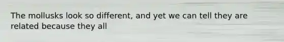 The mollusks look so different, and yet we can tell they are related because they all