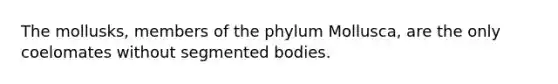 The mollusks, members of the phylum Mollusca, are the only coelomates without segmented bodies.