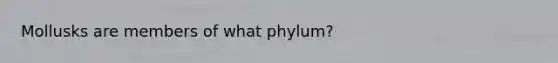 Mollusks are members of what phylum?