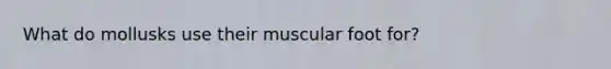 What do mollusks use their muscular foot for?