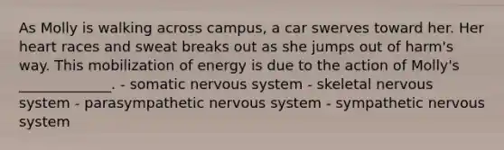 As Molly is walking across campus, a car swerves toward her. Her heart races and sweat breaks out as she jumps out of harm's way. This mobilization of energy is due to the action of Molly's _____________. - somatic <a href='https://www.questionai.com/knowledge/kThdVqrsqy-nervous-system' class='anchor-knowledge'>nervous system</a> - skeletal nervous system - parasympathetic nervous system - sympathetic nervous system