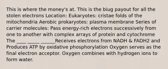 This is where the money's at. This is the biug payout for all the stolen electrons Location: Eukaryotes: cristae folds of the mitochondria Aerobic prokaryotes: plasma membrane Series of carrier molecules: Pass energy-rich electrons successively from one to another with complex arrays of protein and cytochrome The ____ _____ ______Receives electrons from NADH & FADH2 and Produces ATP by oxidative phosphorylation Oxygen serves as the final electron acceptor. Oxygen combines with hydrogen ions to form water.