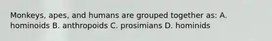 Monkeys, apes, and humans are grouped together as: A. hominoids B. anthropoids C. prosimians D. hominids