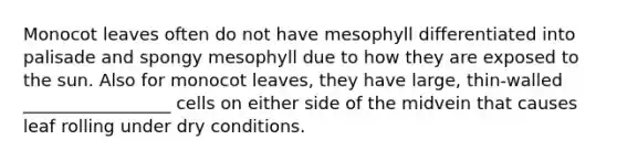 Monocot leaves often do not have mesophyll differentiated into palisade and spongy mesophyll due to how they are exposed to the sun. Also for monocot leaves, they have large, thin-walled _________________ cells on either side of the midvein that causes leaf rolling under dry conditions.