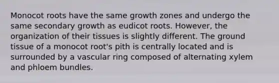 Monocot roots have the same growth zones and undergo the same secondary growth as eudicot roots. However, the organization of their tissues is slightly different. The <a href='https://www.questionai.com/knowledge/kb0kKBaH0H-ground-tissue' class='anchor-knowledge'>ground tissue</a> of a monocot root's pith is centrally located and is surrounded by a vascular ring composed of alternating xylem and phloem bundles.