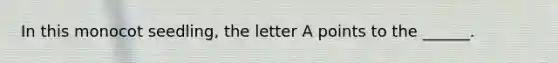 In this monocot seedling, the letter A points to the ______.