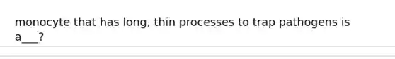 monocyte that has long, thin processes to trap pathogens is a___?