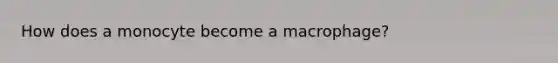 How does a monocyte become a macrophage?