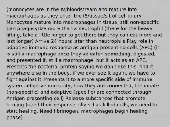 (monocytes are in the IV/bloodstream and mature into macrophages as they enter the IS/tissue/sit of cell injury Monocytes mature into macrophages in tissue​, still non-specific Can phagocytize more than a neutrophil (there for the heavy lifting, take a little longer to get there but they can eat more and last longer)​ Arrive 24 hours later than neutrophils​ Play role in adaptive immune response as antigen-presenting cells (APC) (it is still a macrophage once they've eaten something, digested, and presented it, still a macrophage, but it acts as an APC. Presents the bacterial protein saying we don't like this, find it anywhere else in the body, if we ever see it again, we have to fight against it. Presents it to a more specific side of immune system-adaptive immunity, how they are connected, the innate (non-specific) and adaptive (specific) are connected through Antigen-presenting cell)​ Release substances that promote healing (need their response, sliver has killed cells, we need to start healing. Need fibrinogen, macrophages begin healing phase)​