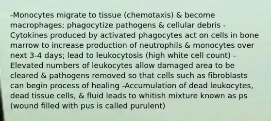 -Monocytes migrate to tissue (chemotaxis) & become macrophages; phagocytize pathogens & cellular debris -Cytokines produced by activated phagocytes act on cells in bone marrow to increase production of neutrophils & monocytes over next 3-4 days; lead to leukocytosis (high white cell count) -Elevated numbers of leukocytes allow damaged area to be cleared & pathogens removed so that cells such as fibroblasts can begin process of healing -Accumulation of dead leukocytes, dead tissue cells, & fluid leads to whitish mixture known as ps (wound filled with pus is called purulent)