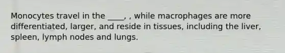 Monocytes travel in the ____, , while macrophages are more differentiated, larger, and reside in tissues, including the liver, spleen, lymph nodes and lungs.