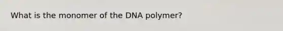 What is the monomer of the DNA polymer?