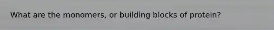 What are the monomers, or building blocks of protein?