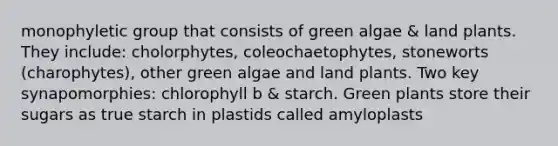 monophyletic group that consists of green algae & land plants. They include: cholorphytes, coleochaetophytes, stoneworts (charophytes), other green algae and land plants. Two key synapomorphies: chlorophyll b & starch. Green plants store their sugars as true starch in plastids called amyloplasts