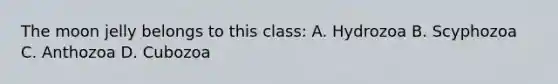 The moon jelly belongs to this class: A. Hydrozoa B. Scyphozoa C. Anthozoa D. Cubozoa