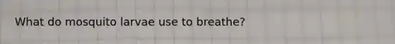What do mosquito larvae use to breathe?