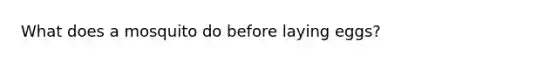 What does a mosquito do before laying eggs?