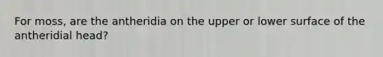 For moss, are the antheridia on the upper or lower surface of the antheridial head?