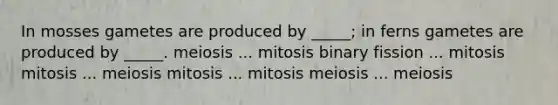 In mosses gametes are produced by _____; in ferns gametes are produced by _____. meiosis ... mitosis binary fission ... mitosis mitosis ... meiosis mitosis ... mitosis meiosis ... meiosis