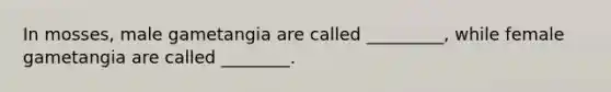 In mosses, male gametangia are called _________, while female gametangia are called ________.
