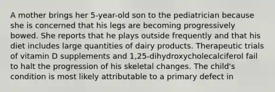 A mother brings her 5-year-old son to the pediatrician because she is concerned that his legs are becoming progressively bowed. She reports that he plays outside frequently and that his diet includes large quantities of dairy products. Therapeutic trials of vitamin D supplements and 1,25-dihydroxycholecalciferol fail to halt the progression of his skeletal changes. The child's condition is most likely attributable to a primary defect in