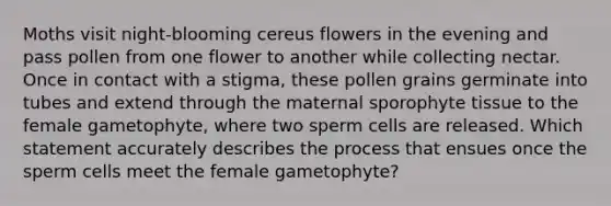 Moths visit night-blooming cereus flowers in the evening and pass pollen from one flower to another while collecting nectar. Once in contact with a stigma, these pollen grains germinate into tubes and extend through the maternal sporophyte tissue to the female gametophyte, where two sperm cells are released. Which statement accurately describes the process that ensues once the sperm cells meet the female gametophyte?