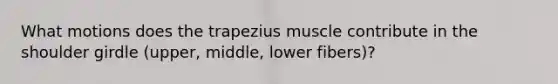 What motions does the trapezius muscle contribute in the shoulder girdle (upper, middle, lower fibers)?