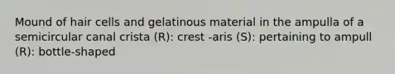 Mound of hair cells and gelatinous material in the ampulla of a semicircular canal crista (R): crest -aris (S): pertaining to ampull (R): bottle-shaped