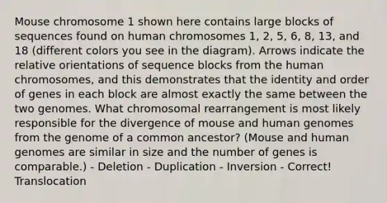 Mouse chromosome 1 shown here contains large blocks of sequences found on human chromosomes 1, 2, 5, 6, 8, 13, and 18 (different colors you see in the diagram). Arrows indicate the relative orientations of sequence blocks from the human chromosomes, and this demonstrates that the identity and order of genes in each block are almost exactly the same between the two genomes. What chromosomal rearrangement is most likely responsible for the divergence of mouse and <a href='https://www.questionai.com/knowledge/kaQqK73QV8-human-genome' class='anchor-knowledge'>human genome</a>s from the genome of a common ancestor? (Mouse and human genomes are similar in size and the number of genes is comparable.) - Deletion - Duplication - Inversion - Correct! Translocation