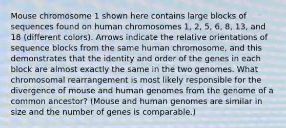 Mouse chromosome 1 shown here contains large blocks of sequences found on human chromosomes 1, 2, 5, 6, 8, 13, and 18 (different colors). Arrows indicate the relative orientations of sequence blocks from the same human chromosome, and this demonstrates that the identity and order of the genes in each block are almost exactly the same in the two genomes. What chromosomal rearrangement is most likely responsible for the divergence of mouse and human genomes from the genome of a common ancestor? (Mouse and human genomes are similar in size and the number of genes is comparable.)