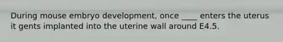 During mouse embryo development, once ____ enters the uterus it gents implanted into the uterine wall around E4.5.